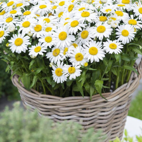 Złocień wielki 'Ooh La LaGrande' Leucanthemum x superbum