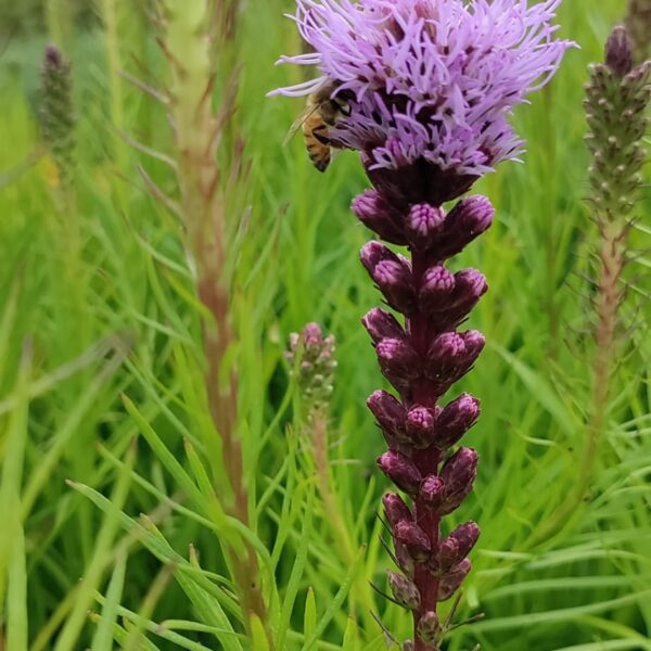 Liatra kłosowa Floristan(R) Violet – Liatris spicata