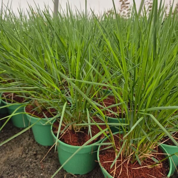 Trzcinnik krótkowłosy