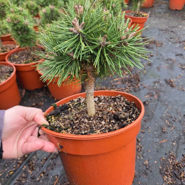 Sosna górska 'Erzgebirge'