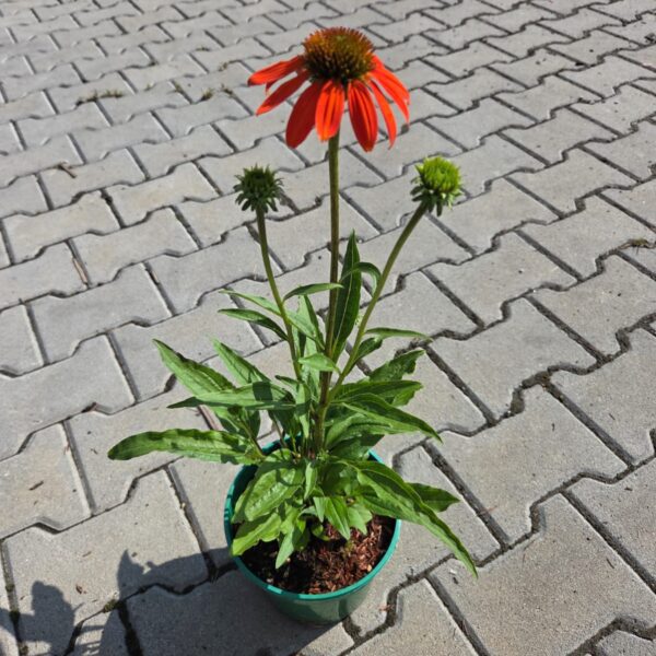 Jeżówka 'Lakota Orange'