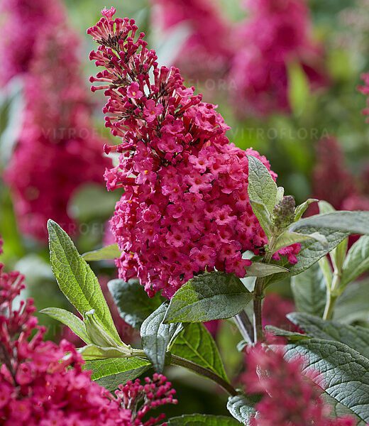 Budleja Butterfly Candy Little Ruby