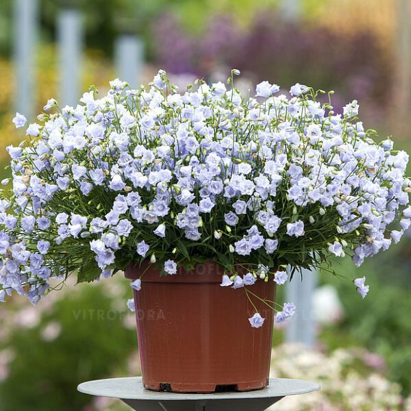 Elizabeth Oliver Campanula cochleariifolia