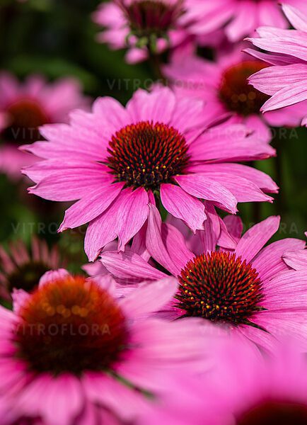 Jeżówka SunMagic Vintage Fuchsia