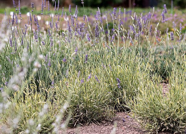 lawenda Platinum Blonde