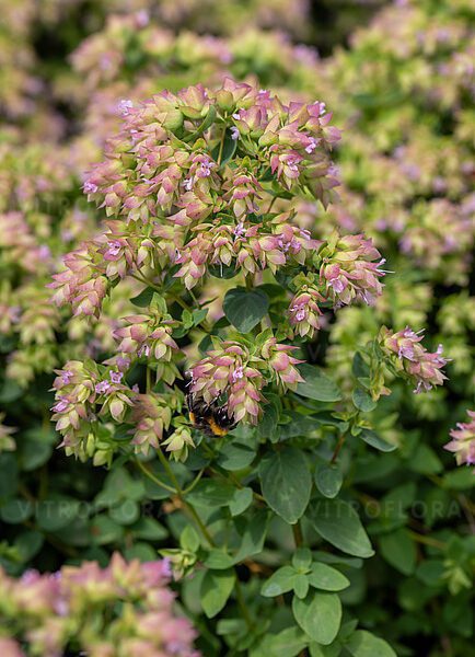 Lebiodka okrągłolistna Dingle Fairy