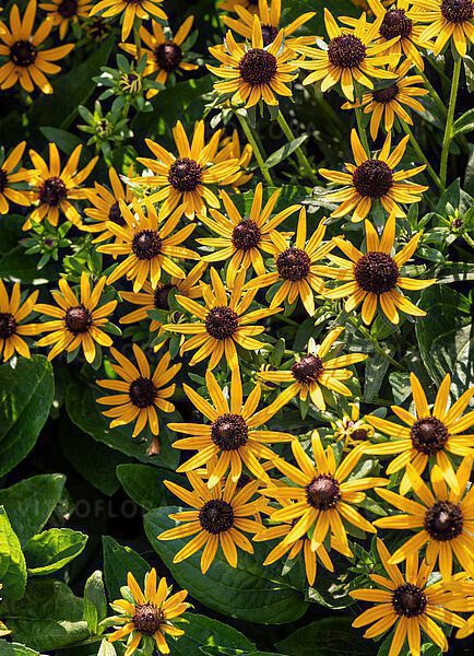 Rudbekia Sun Ka Ching
