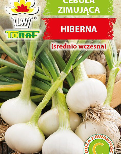 Cebula zimująca Hiberna