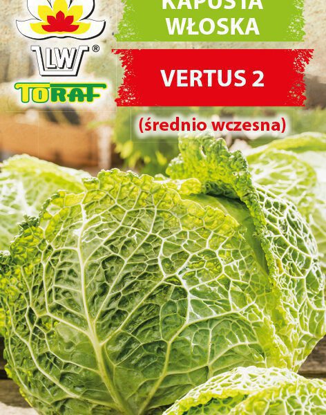 Kapusta włoska Vertus 2