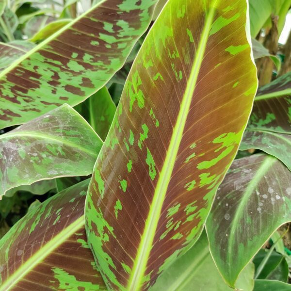 Bananowiec karłowy 'Dwarf Cavendish'