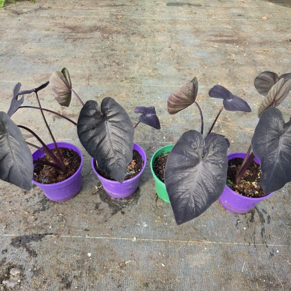 Kolokazja Black Sapphire Gecko (R)