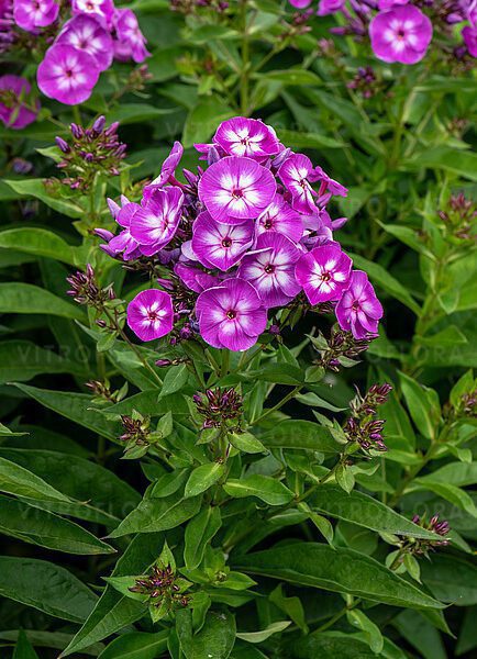 Floks wiechowaty 'Laura'