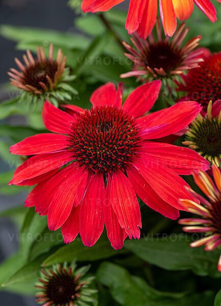 Jeżówka SunMagic Vintage Ruby