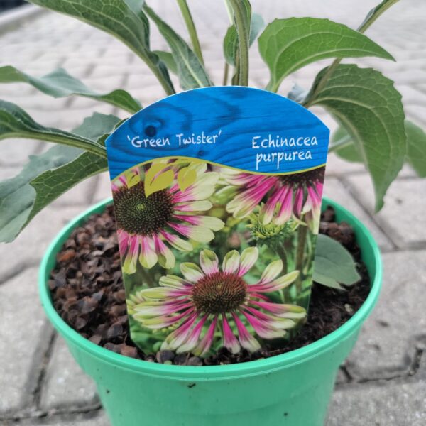 Jeżówka purpurowa 'Green Twister'