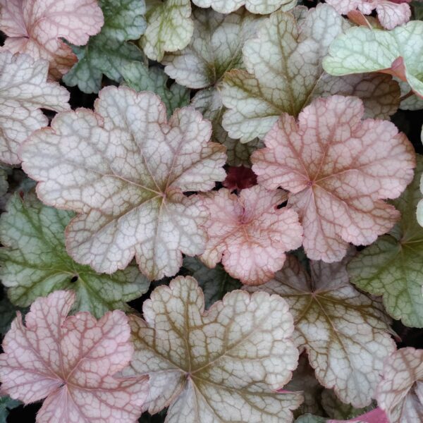 Żurawka World Caffé™ Americano