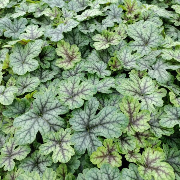 Żuraweczka 'Tapestry'