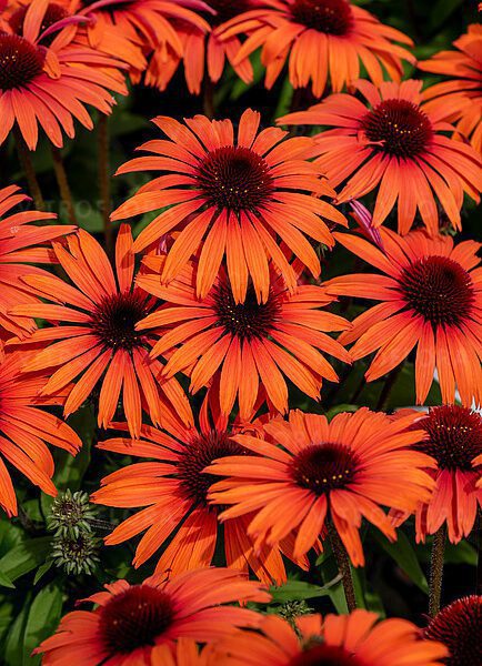 Jeżówka Sunmagic 'Vintage Orange'