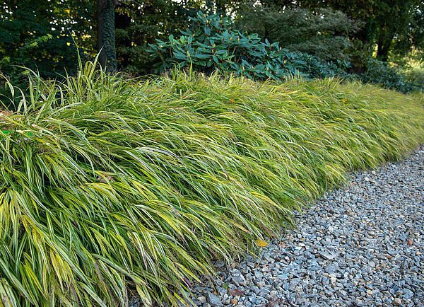 Hakonechloa Aureola