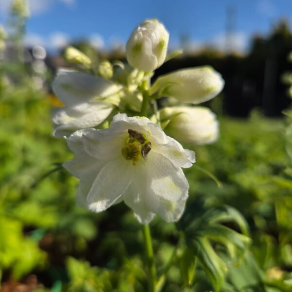 Ostróżka ' Magic Fountain White Dark Bee'