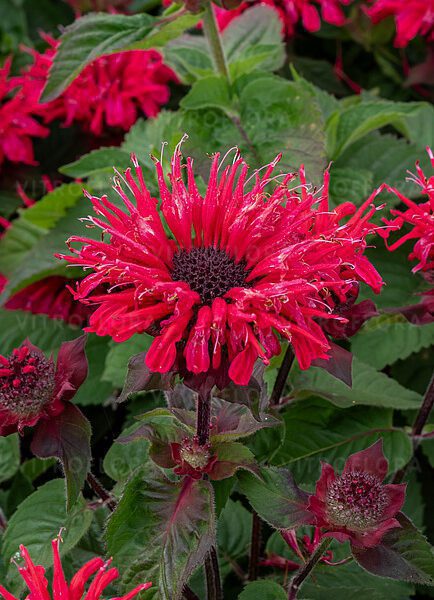 Pysznogłówka 'Bee Happy'