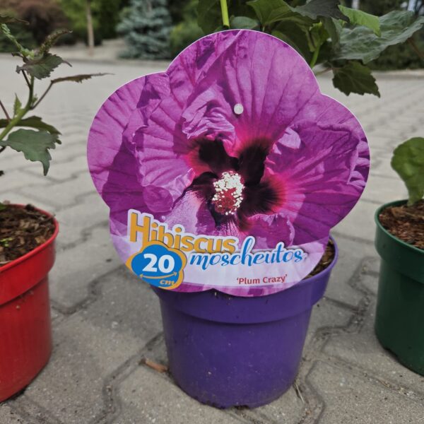 Hibiskus bylinowy 'Plum Crazy'