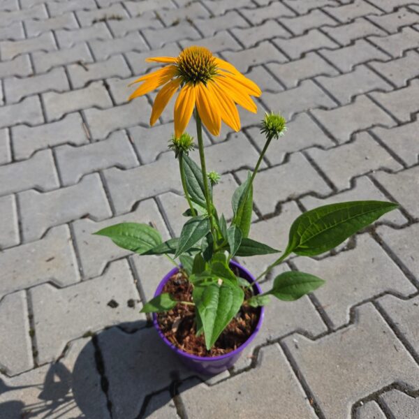 Jeżówka 'Lakota yellow'