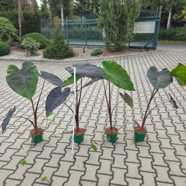 Kolokazja 'Black Magic' Duża sadzonka