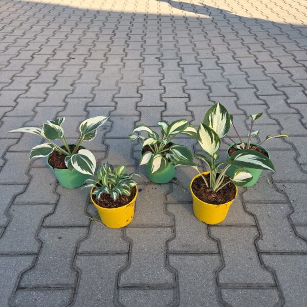 Zestaw Host biało zielonych 5szt