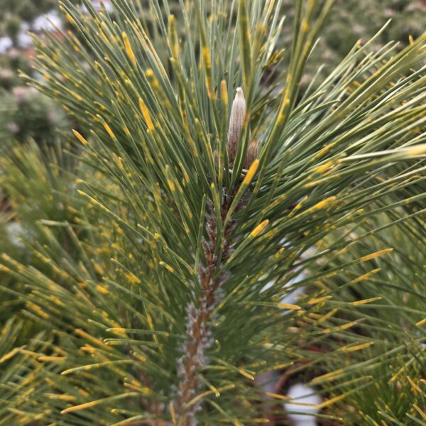 Sosna Thunberga 'Tigirina'