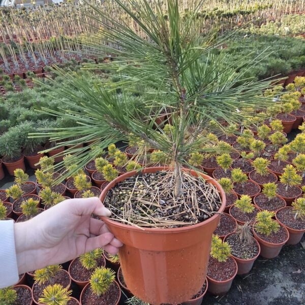 Sosna gęstokwiatowa 'Umbraculifera'