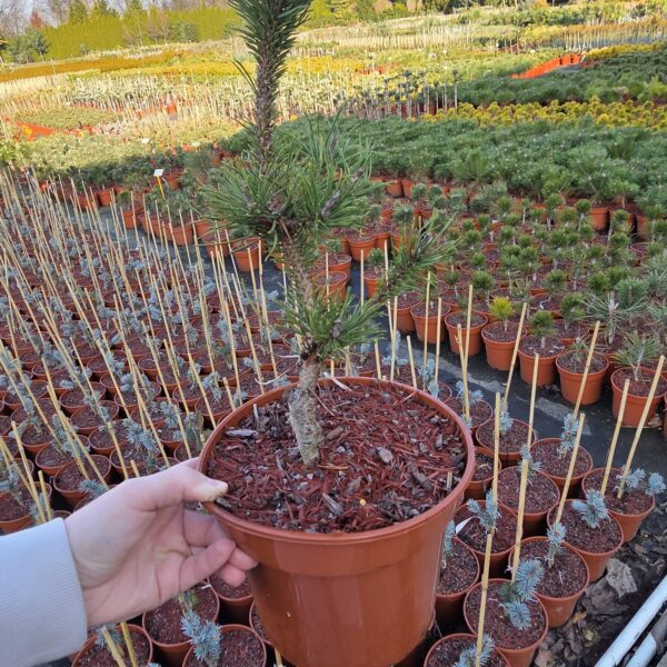 Sosna wydmowa 'Spaan's Dwarf' BONSAI