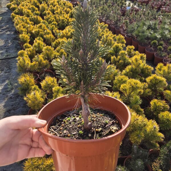 Sosna Thunberga 'Kotobuki'