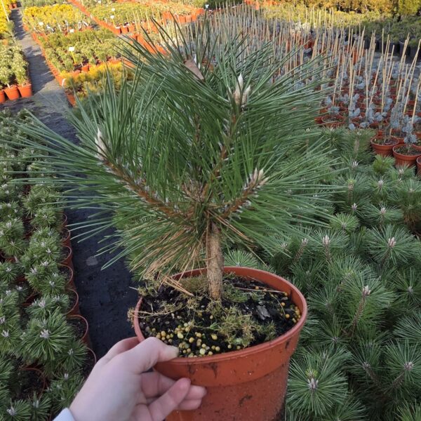 Sosna Thunberga 'Maijima'