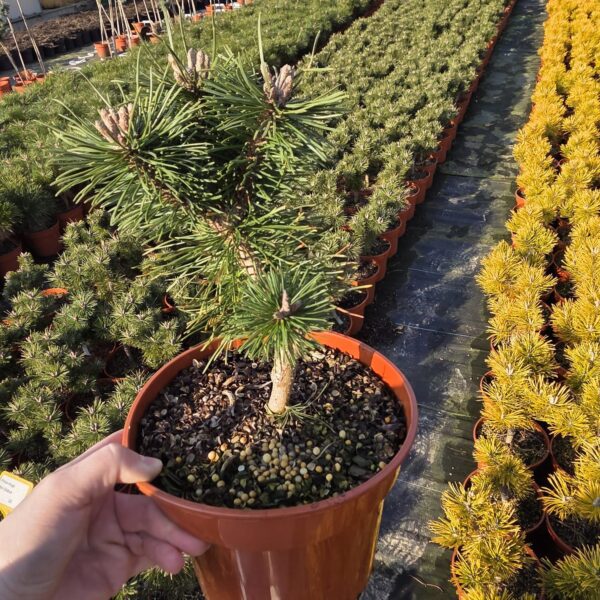 Sosna górska 'Mini Globus'