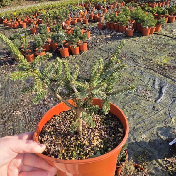 Świerk kaukaski 'Horstmann'