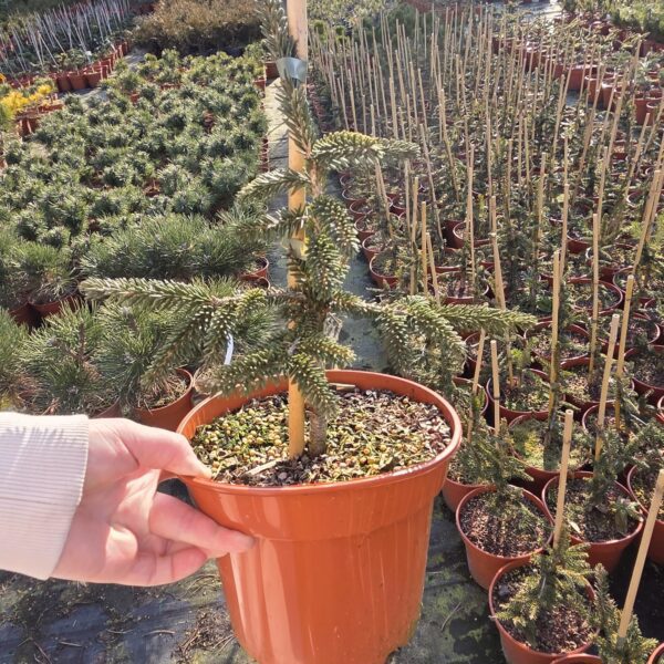 Świerk kaukaski 'Aureospicata'