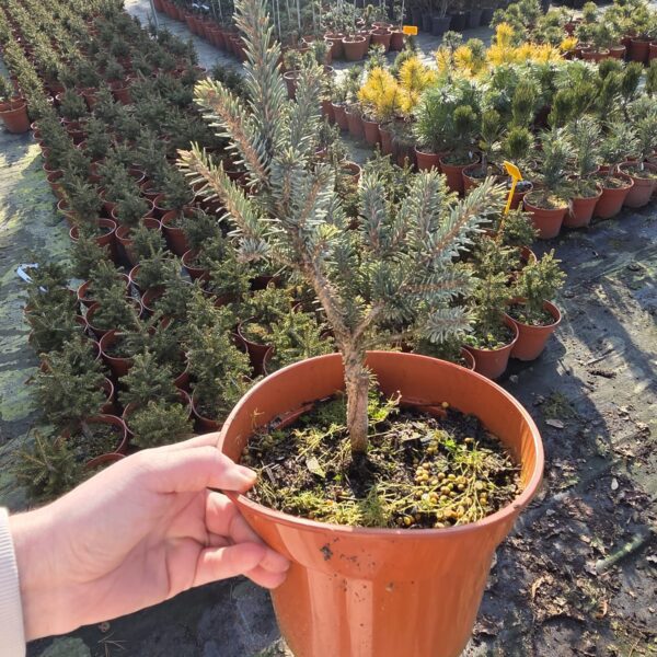 Świerk likiangeński var. 'Balfouriana'