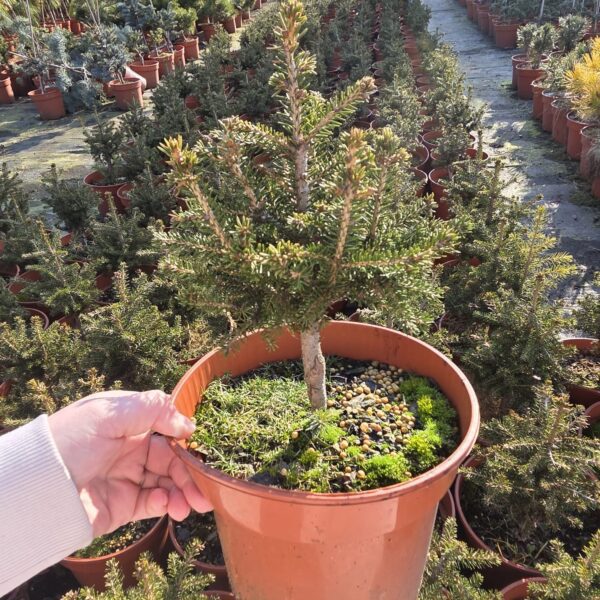 Świerk kaukaski 'Gracilis'