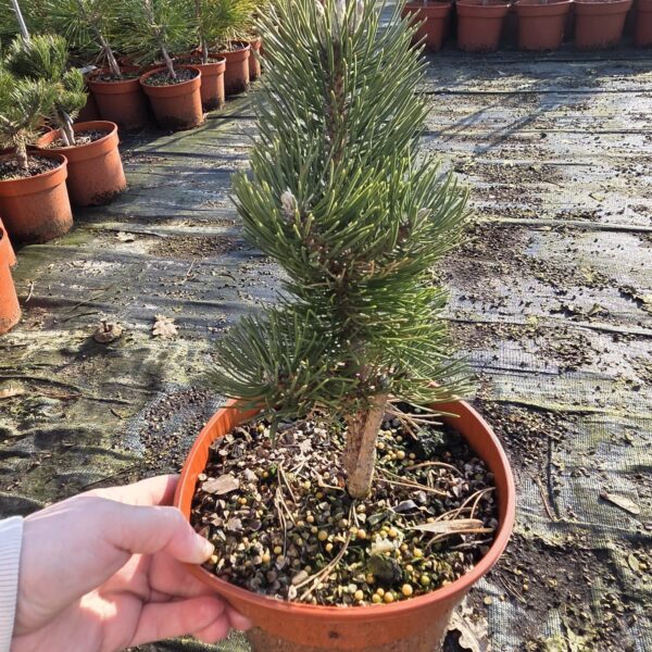 Sosna czarna 'Oregon Green'