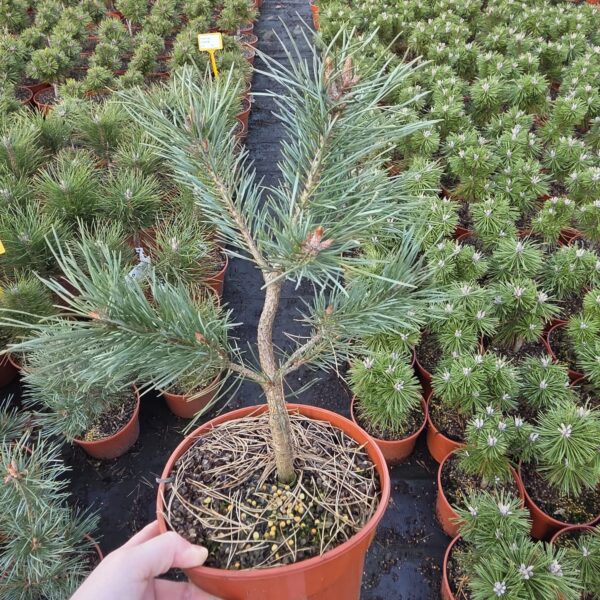 Sosna pospolita 'Watereri'