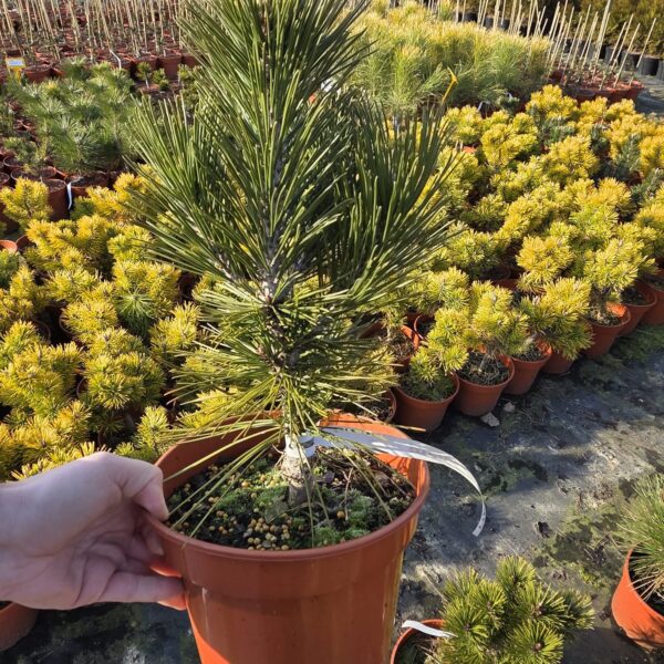 Sosna bośniacka  'White Cloud'