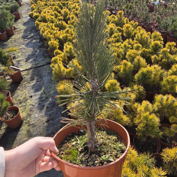 Sosna bośniacka 'Aureospicata'