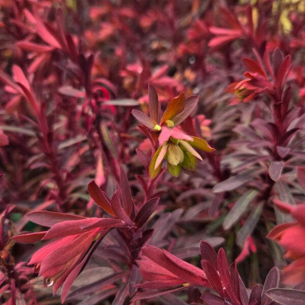 Wilczomlecz 'Miners Merlot'