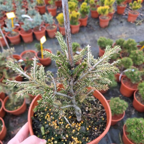 Świerk kaukaski 'Sulphur Flush'