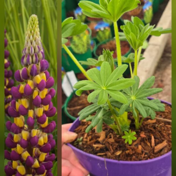 Łubin trwały Manhattan dwukolorowy fioletowo-żółty sadzonka w doniczce