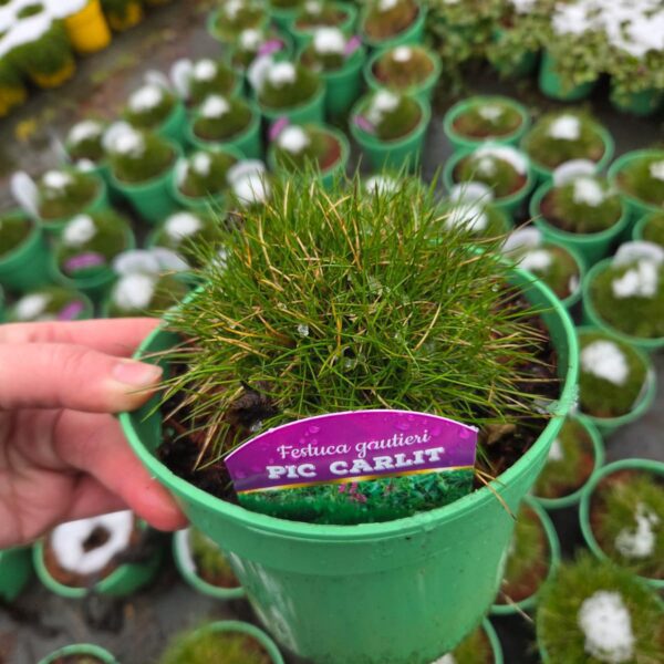 Kostrzewa ' Pic Carlit '