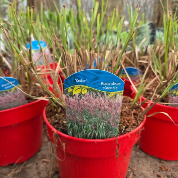 Miskant chiński 'Krater'