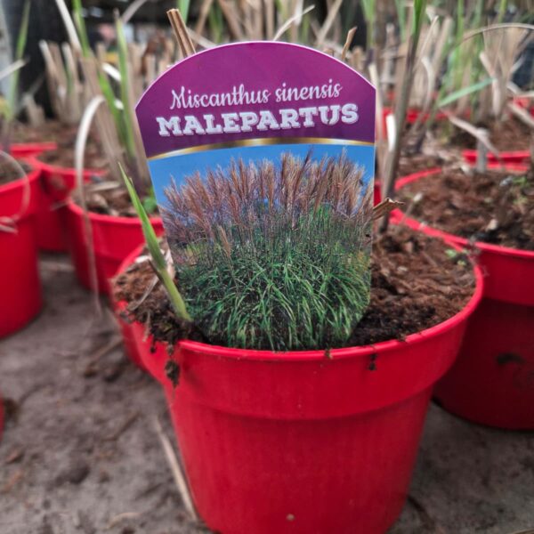 Miskant chiński 'Malepartus'