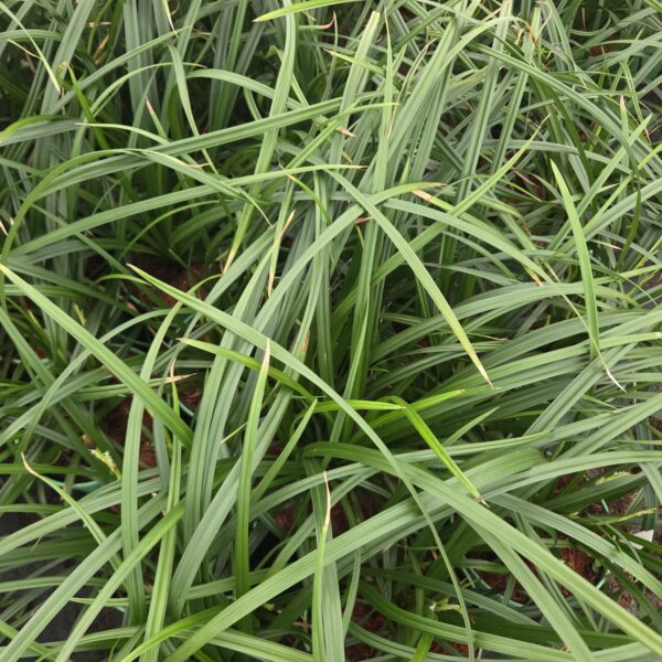 Turzyca 'Irish Green'