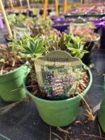 Łubin trwały Blue Shades niebieski sadzonka byliny w doniczce